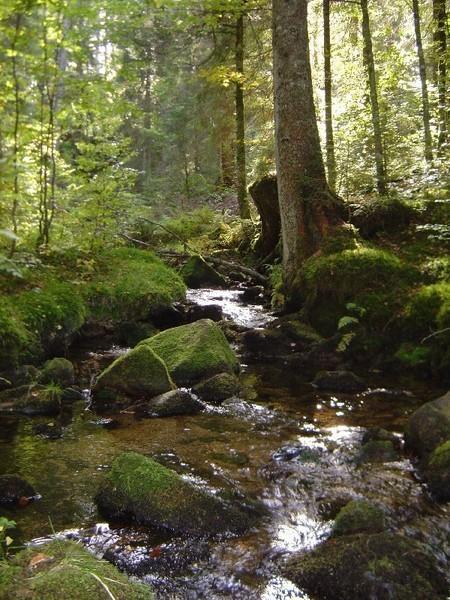 Ferienwohnungen Haus Marlene Kaiser Bernau im Schwarzwald Luaran gambar